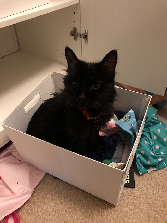 Sam found our daughter&rsquo;s clothes box